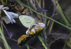 Rapssommerfugl (Pieris napi)