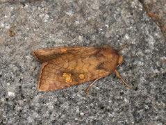 Stengelfly (Amphipoea)