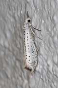 Heggspinnmøll (Yponomeuta evonymella)