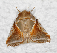 Prakthalvspinner (Habrosyne pyritoides)