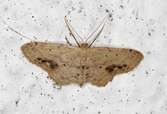 Flekkengmåler (Idaea dimidiata)