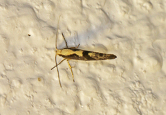 Rognebærmøll (Argyresthia conjugella)