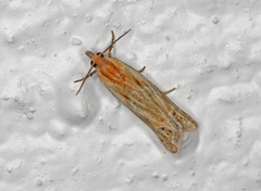 Tistelengvikler (Eucosma cana)