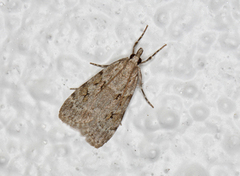 Engmosemott (Scoparia subfusca)