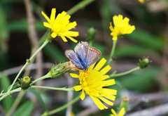 Tiriltungeblåvinge (Polyommatus icarus)