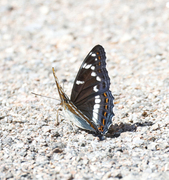 Ospesommerfugl (Limenitis populi)