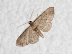 Blåbærblomstmåler (Pasiphila debiliata)