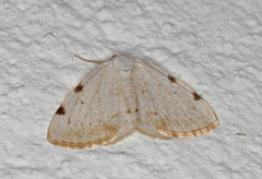 Toflekket hermelinmåler (Lomographa bimaculata)