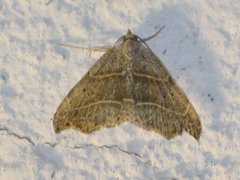 Sigdfly (Laspeyria flexula)