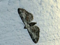 Burotdvergmåler (Eupithecia succenturiata)