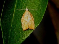 Hasselbladvikler (Pandemis corylana)