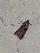 Liten eikesmalmott (Acrobasis consociella)