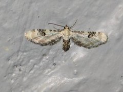 Hvit dvergmåler (Eupithecia centaureata)