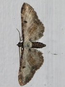 Burotdvergmåler (Eupithecia succenturiata)