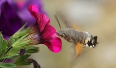 Dagsvermer (Macroglossum stellatarum)