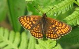 Marimjellerutevinge (Melitaea athalia)