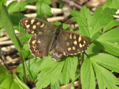 Skogringvinge (Pararge aegeria)