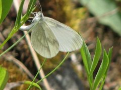 Skoghvitvinge (Leptidea sinapis)