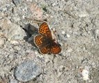 Marimjellerutevinge (Melitaea athalia)