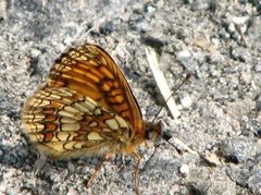 Marimjellerutevinge (Melitaea athalia)