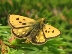 Svartflekksmyger (Carterocephalus silvicola)