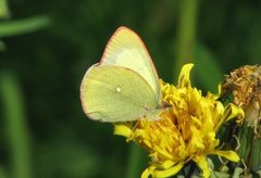 Myrgulvinge (Colias palaeno)