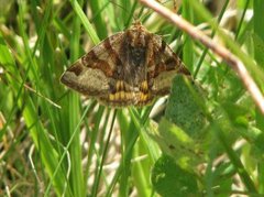 Brunt slåttefly (Euclidia glyphica)