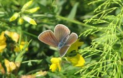 Engblåvinge (Cyaniris semiargus)