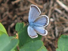 Argusblåvinge (Plebejus argus)