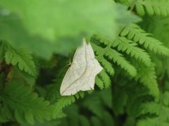 Grå syremåler (Timandra griseata)