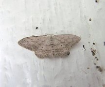 Grå engmåler (Idaea seriata)