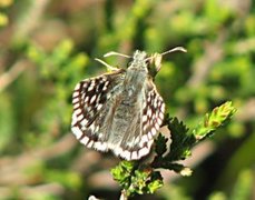 Bakkesmyger (Pyrgus malvae)