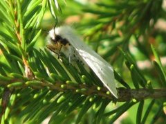 Gråbrun tigerspinner (Diaphora mendica)