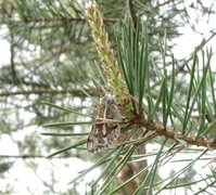 Furumåler (Bupalus piniaria)