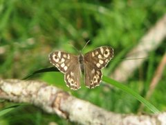 Skogringvinge (Pararge aegeria)