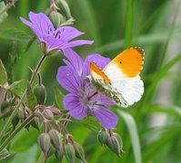 Aurorasommerfugl (Anthocharis cardamines)