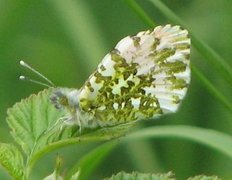 Aurorasommerfugl (Anthocharis cardamines)