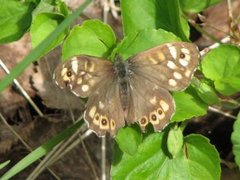 Skogringvinge (Pararge aegeria)