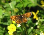 Marimjellerutevinge (Melitaea athalia)