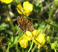 Marimjellerutevinge (Melitaea athalia)