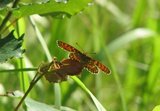 Marimjellerutevinge (Melitaea athalia)