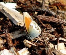 Perleringvinge (Coenonympha arcania)