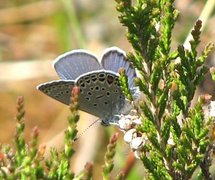 Myrblåvinge (Plebejus optilete)