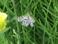 Rutemåler (Chiasmia clathrata)