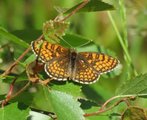 Marimjellerutevinge (Melitaea athalia)