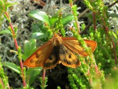 Rødfrynset bjørnespinner (Diacrisia sannio)