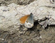 Perleringvinge (Coenonympha arcania)