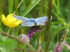 Sølvblåvinge (Polyommatus amandus)