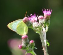 Myrgulvinge (Colias palaeno)