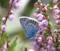 Argusblåvinge (Plebejus argus)